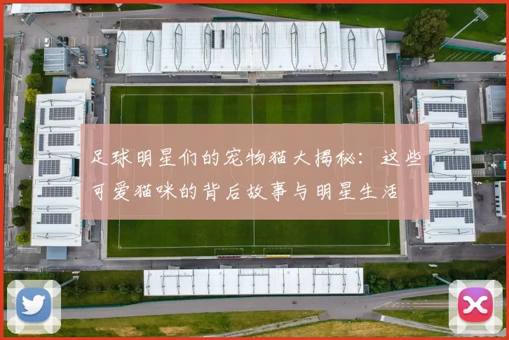 足球明星们的宠物猫大揭秘：这些可爱猫咪的背后故事与明星生活